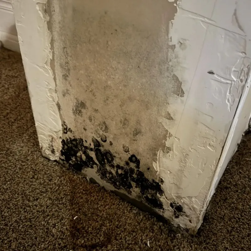 Professional Mold Removal in Bell County, KY